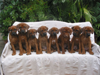 RHODESIAN RIDGEBACK (Wurf C)