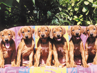 RHODESIAN RIDGEBACK (Wurf B; Besi 2. von rechts)