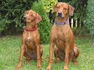 RHOD�SK� RIDGEBACK