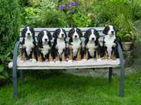 GREATER SWISS MOUNTAIN DOG (pup D - puppies)